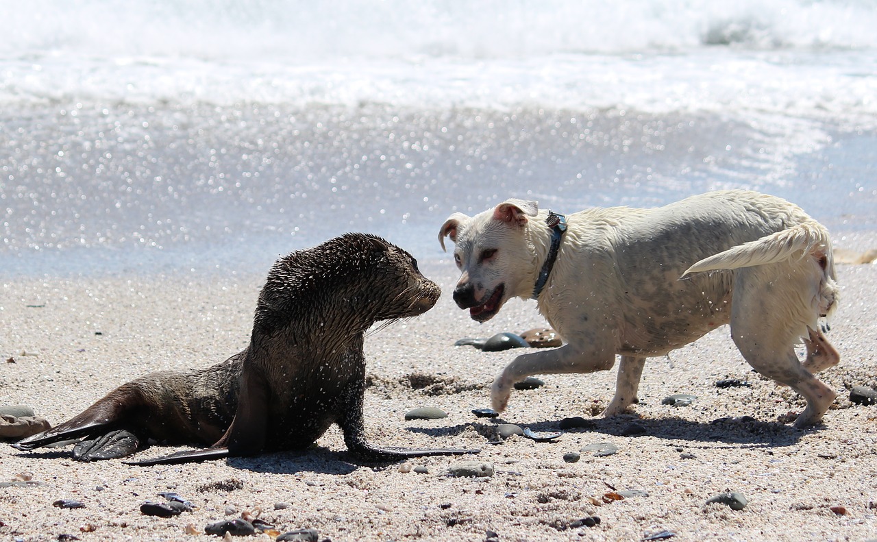 encounter, seal, dog