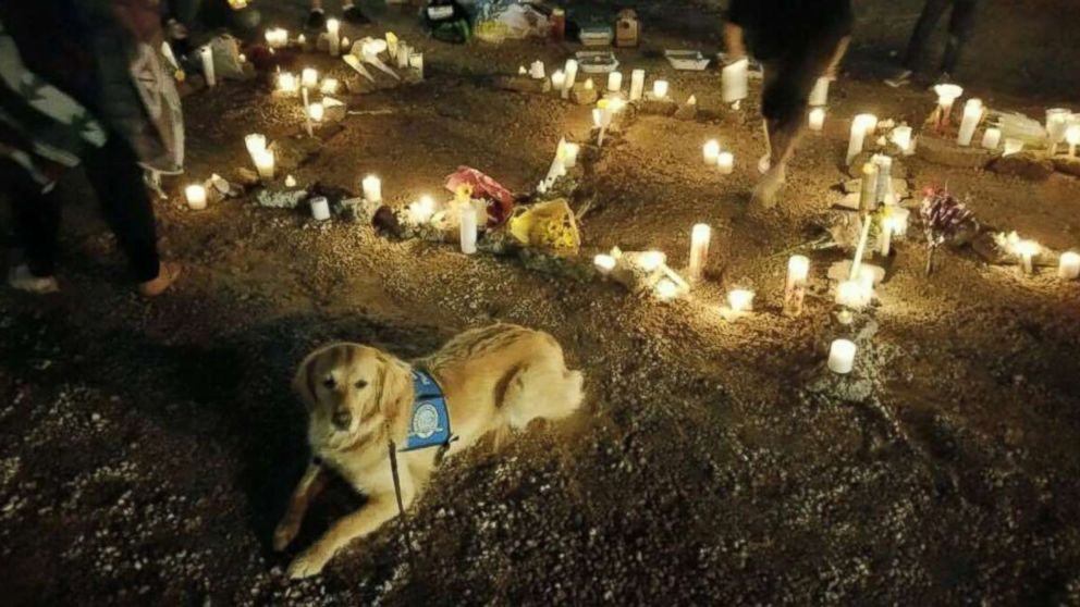 Heaven-sent K9 Dogs Help Victims Cope From Tragedies - Pro Doggies