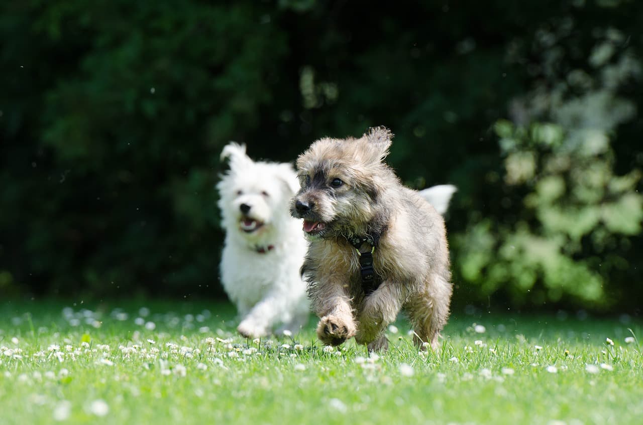 two running dogs, raging dogs, puppy