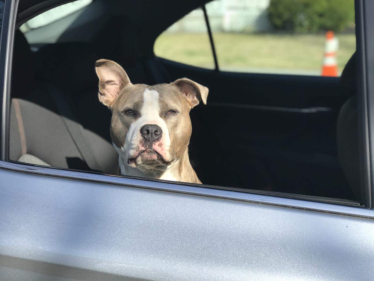 dog, staffordshire terrier, backseat