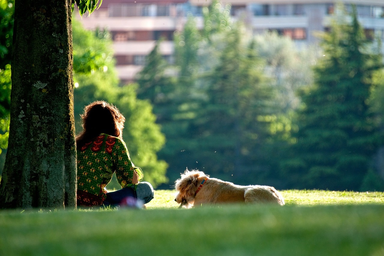 dog, walking, sunset