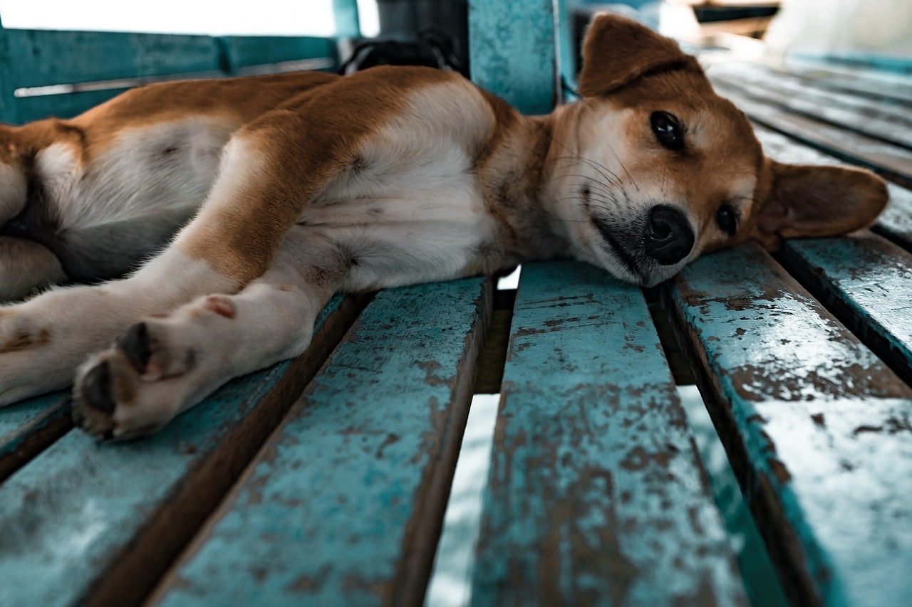 puppy, laying, dog