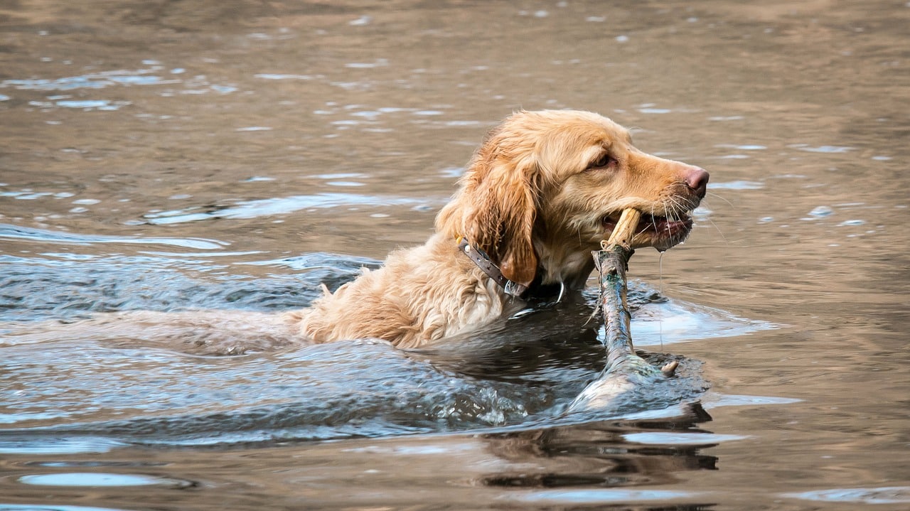 golden retriever, retrieve, lake